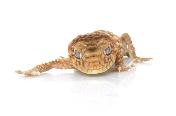 Amyae Gecko Izleyiciye Doğru Sürünerek — Stok fotoğraf