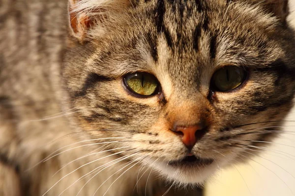 Närbild Porträtt Tamkatt Över Naturliga Bakgrund — Stockfoto