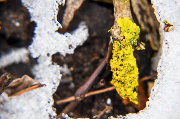 Gula Moss Med Lager Snö Och Löv Som Bakgrund Vintern — Stockfoto