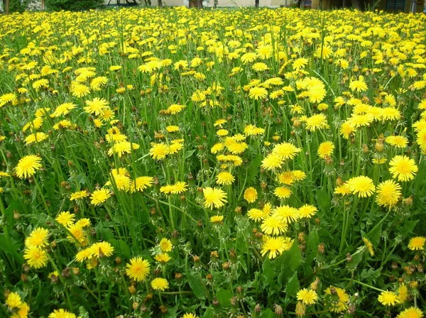 Желтые Одуванчики Растущие Летнем Лугу Солнечный День — стоковое фото