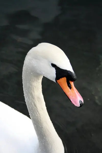 Nærbillede Svane - Stock-foto