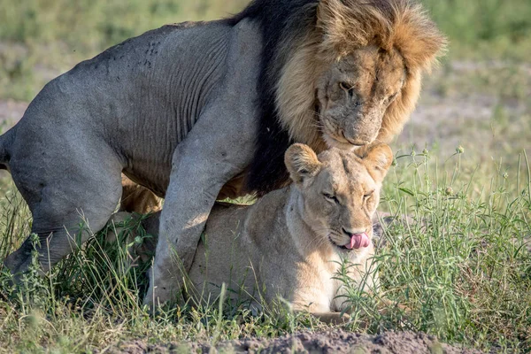 Lions Mating Grass Chobe National Park Botswana — Stock Photo, Image