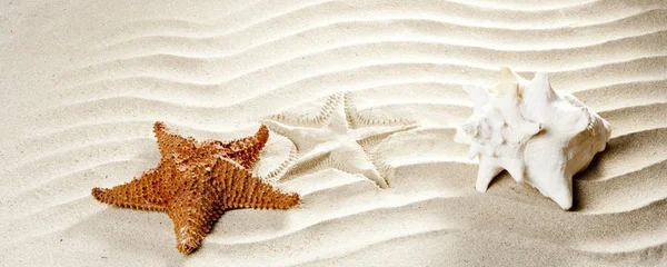 Concha Del Caribe Estrellas Mar Sobre Playa Arena Blanca Ondulada — Foto de Stock