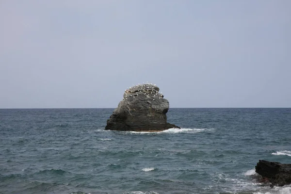 Roca Cubierta Aves Cerca Costa Skopelos Grecia — Foto de Stock