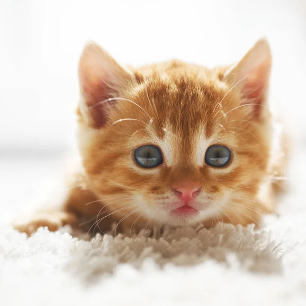 Cute Little Red Kitten Lies Fur White Blanket — Stock Photo, Image