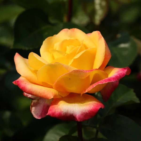 Luminos Frumos Trandafir Floare Lumina Zilei Close — Fotografie, imagine de stoc