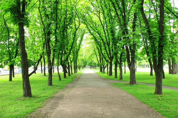 Piękny Park Miejski Ścieżką Zielonymi Drzewami — Zdjęcie stockowe