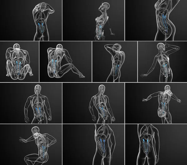 Renderização Ilustração Médica Ureter — Fotografia de Stock