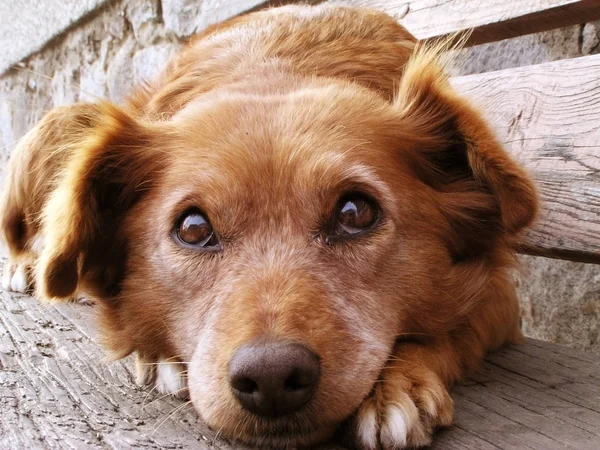 Close Cute Scared Dog Face — Stock Photo, Image