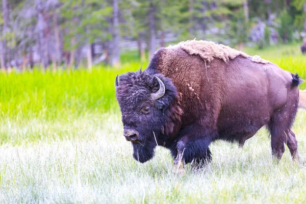 Bisonte Adulto Parque Nacional Yellowstone — Foto de Stock