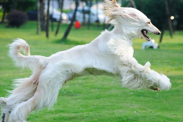 Perro Sabueso Afgano Corriendo Por Césped — Foto de Stock