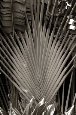 Black & white fan palm in Hawaii clipart
