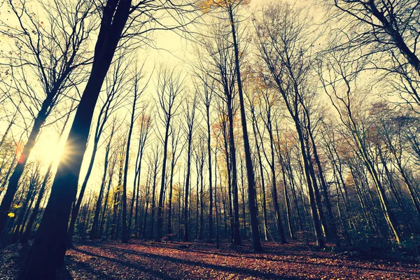 Árvores Sem Folhas Floresta Outono — Fotografia de Stock