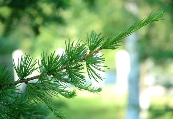 Ramos Coníferas Spruce Agulhas Brilhantemente Verdes Fundo Natureza Verão — Fotografia de Stock