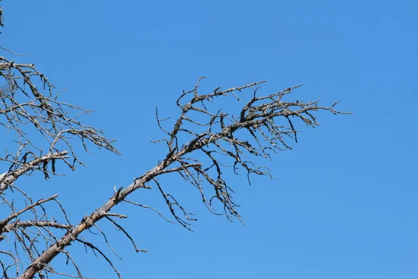 Lähikuva Withered Puusta — kuvapankkivalokuva