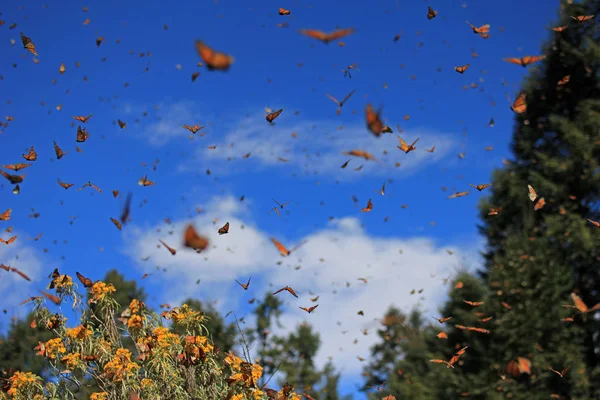 Mariposas Monarca Michoacán México Millones Personas Migran Cada Año Despiertan — Foto de Stock