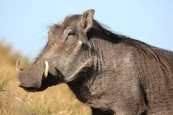 Warthog Con Cara Fea Pelo Grueso Del Cuerpo — Foto de Stock