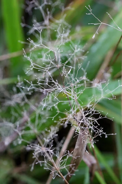 Contexte Abstrait Herbe Automne Séchée — Photo