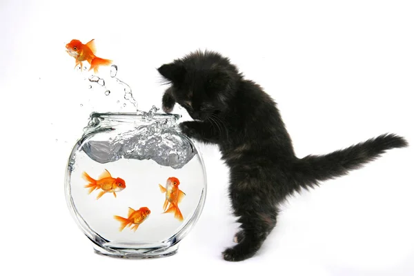 Kätzchen Fängt Goldfische Die Aus Einer Fischschale Springen — Stockfoto