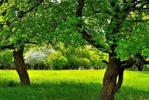 Två Träd Gröna Soliga Ängen Vår Skog — Stockfoto