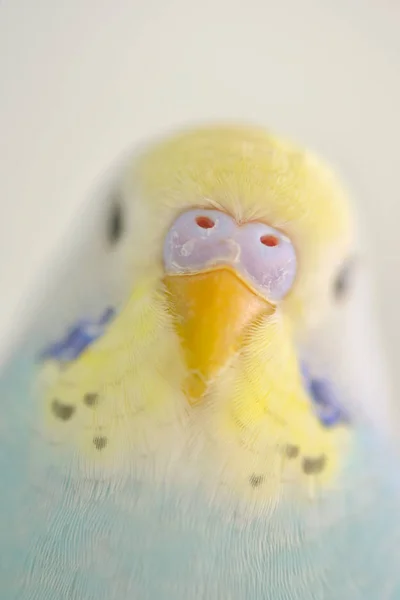 Πολύχρωμο Παπαγάλοι Κυματιστές Λεπτομέρειες Παπαγάλος — Φωτογραφία Αρχείου
