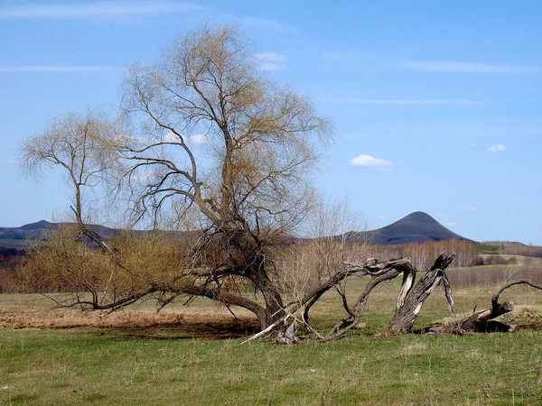 Paisagem Com Montanhas Árvore Quebrada — Fotografia de Stock