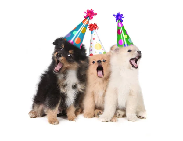 Humoristische Puppy Zingen Het Gelukkige Verjaardagslied Dragen Domme Hoeden — Stockfoto