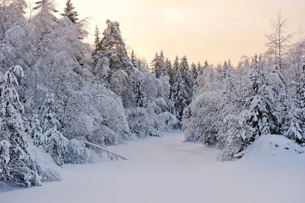 Liten Skogsjö Snön Snötäckta Granar — Stockfoto