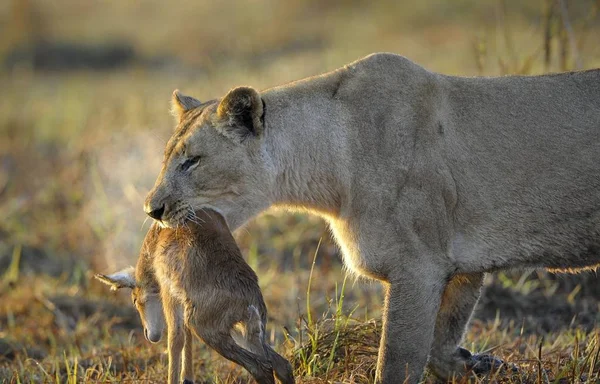 Lioness New Born Antelope Prey Lioness Goes Savanna Bears Killed — Stock Photo, Image