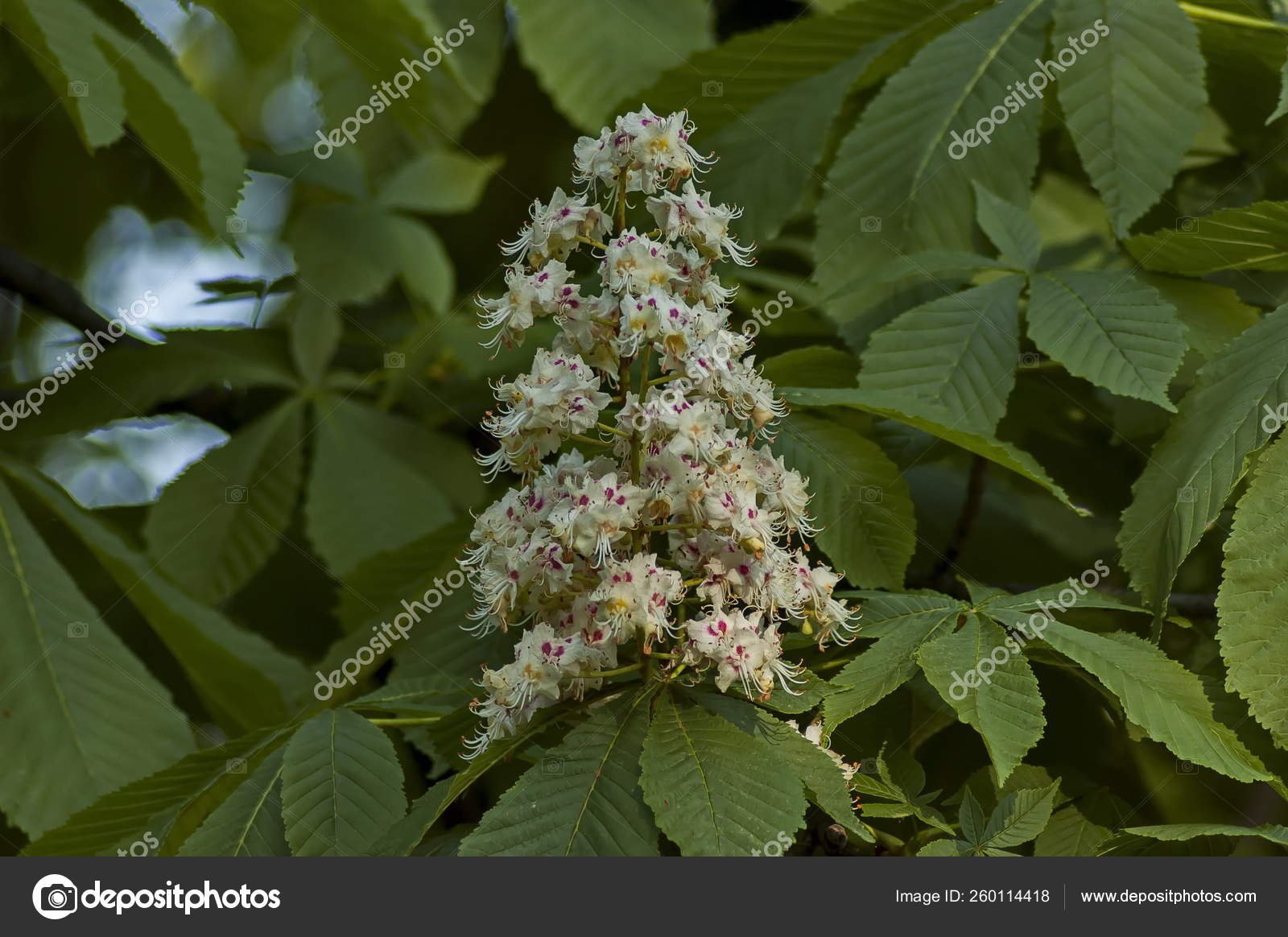 aesculus hippocastanum arbol