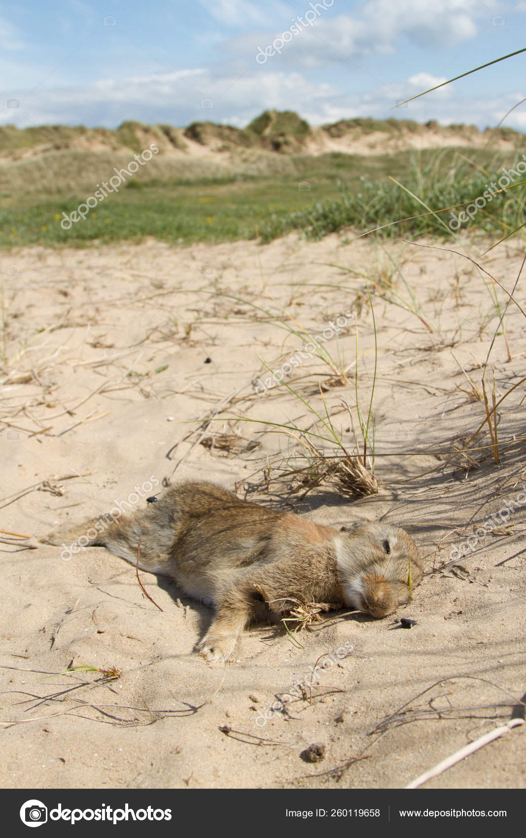 Young Dead Rabbit Lays Sand Dune Warren Complex Stock Photo by ...