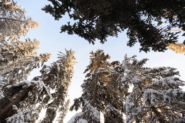 Árboles Cubiertos Nieve Bosque Invierno Series Naturaleza —  Fotos de Stock