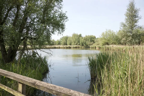 Puente Lago Parque Natural Oostvaardersplassen Holanda — Foto de Stock