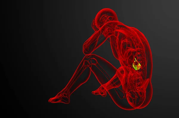 胆汁ブレーダーとパンクリースの3Dレンダリング医療イラスト 側面図 — ストック写真