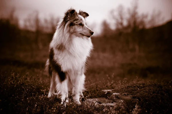 Niebieski Merle Sheltie Zwiadowcze Krajobraz — Zdjęcie stockowe