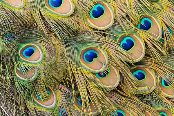 공작의 꼬리깃에 눈알을 — 스톡 사진