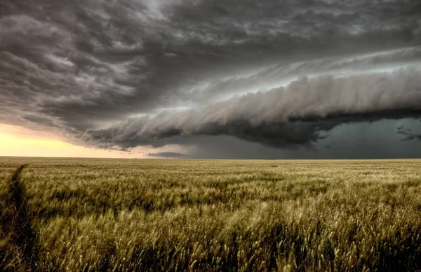 Saskatchewan Σύννεφα Της Καταιγίδας Πάνω Από Χωράφια Σιτάρι Φυτευμένο — Φωτογραφία Αρχείου