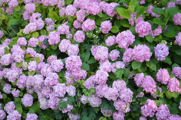 Closeup Barevných Hyangea Květin — Stock fotografie