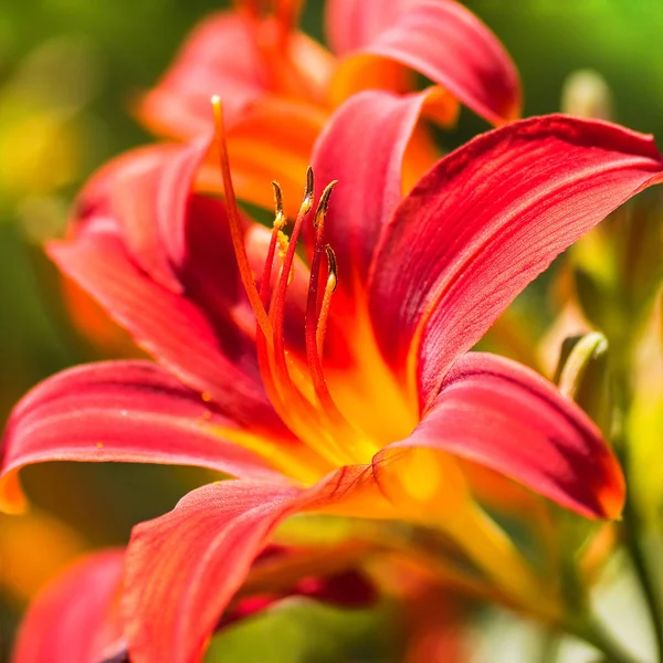 Kvetoucí Daylilies Hemerocallis Summersun Zahradě — Stock fotografie