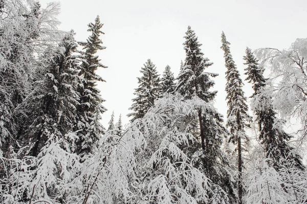 Taiga Principios Invierno Con Nieve Heladas — Foto de Stock