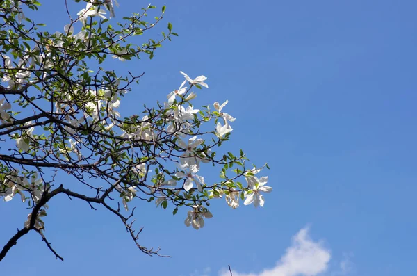 Белый Цветок Магнолии Против Неба Крупным Планом — стоковое фото