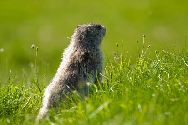 Een Schattig Marmot Alpen — Stockfoto