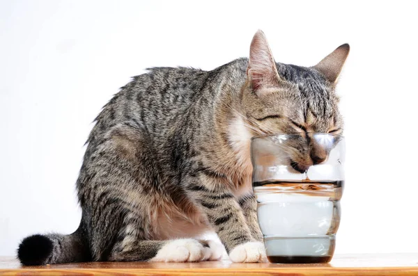 Cute Cat Drinking Water Glass — Stock Photo, Image