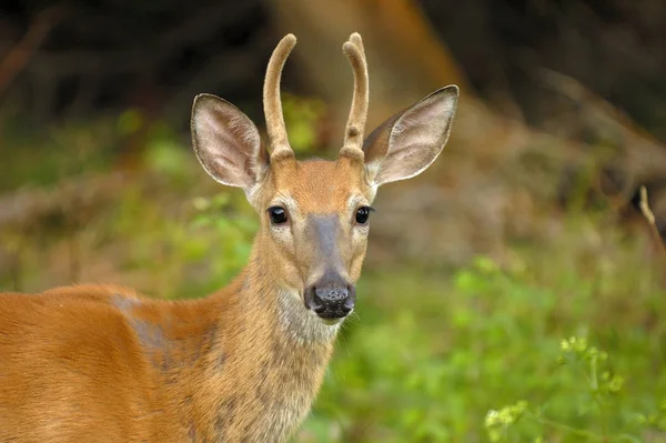 Egy Whitetail Szarvas Bak Nyári Bársony Állva Mezőben — Stock Fotó