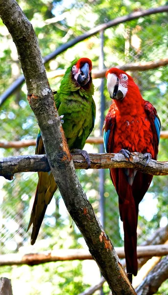 Blickkontakt Zoo — Stockfoto