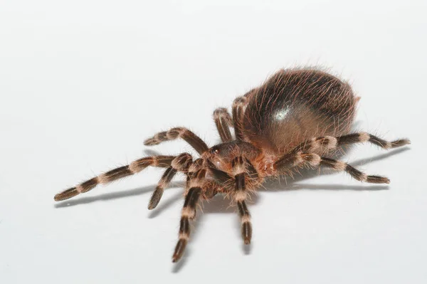 Araña Pájaro Primer Plano Aislado Blanco —  Fotos de Stock