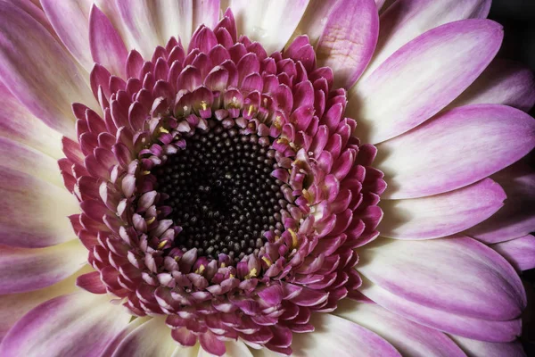 Rosa Gerbera Close Imagem Macro — Fotografia de Stock