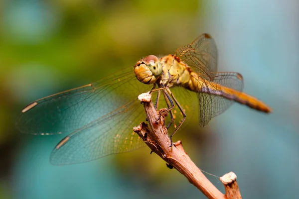 Dragonfly Сидить Гілці Крупним Планом — стокове фото