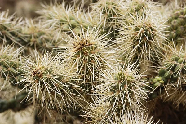 Närbild Armar Och Ryggar Cholla Kaktus — Stockfoto