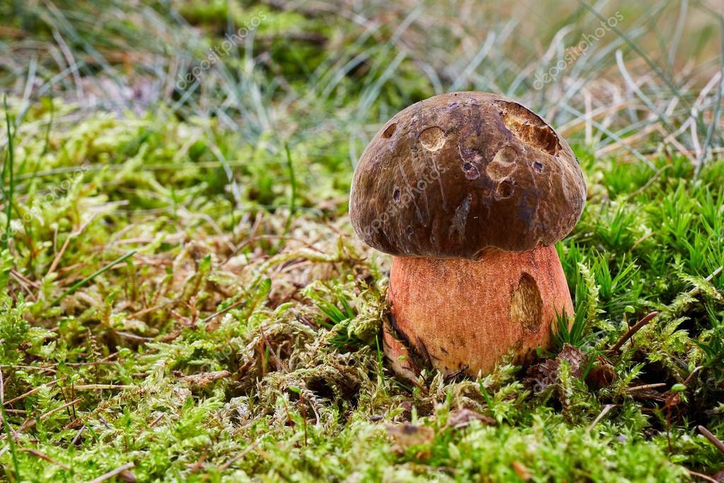 Neoboletus luridiformis conocido como Boletus luridiformis hongo